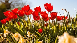 郁金香,鮮花,性質(zhì)