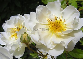 白玫瑰,性質(zhì),開花