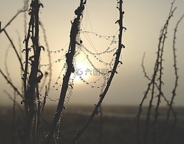 蜘蛛網(wǎng),雨點(diǎn),web