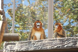 金猴,愛寶樂園動物園,金絲猴roxellana