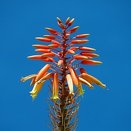 花,廠,性質(zhì)