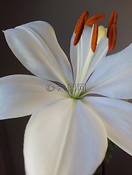 花,花園,花瓣