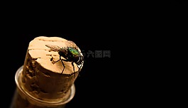 飛,昆蟲,宏