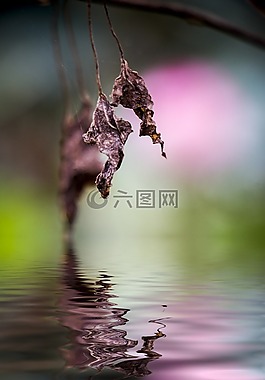 奇怪的,豬,tan