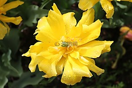 黃色花,花,花園