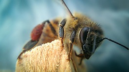 蜜蜂,動物,飛