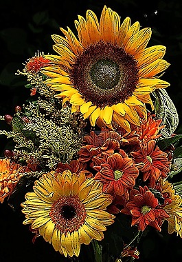 向日葵花,花,向日葵