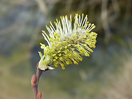 花,樹,種子