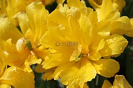 黄色的花朵,鲜花,花园