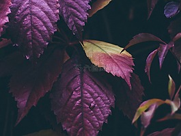 紫色,葉子,植物