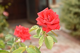 紅色,玫瑰,照片
