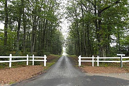 法國,樹,路