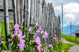 籬笆,鮮花,廠