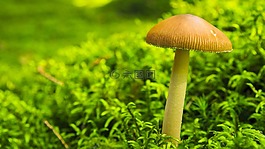 蘑菇,秋季,森林