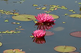 莉莉,水中百合,花卉