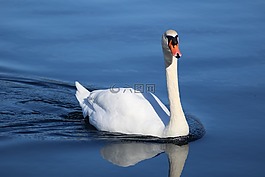 天鵝,湖,鳥(niǎo)
