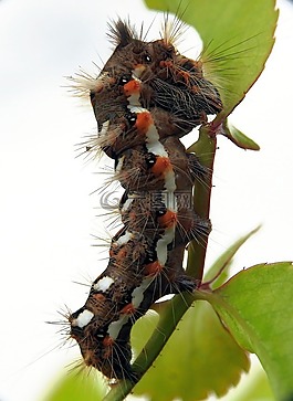 卡特彼勒,宏,性質(zhì)