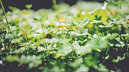 植物葉子,綠色,植物