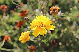 性質(zhì),黃色,花卉
