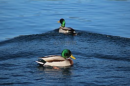 鴨,野生,鳥