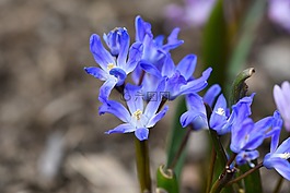 puschkinie,花,廠