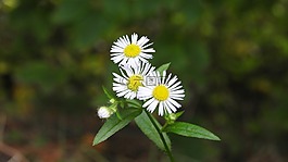 洋甘菊,開花,花