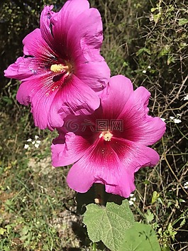 花,春,自然