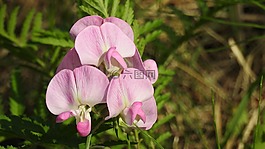 花,粉紅色,性質(zhì)