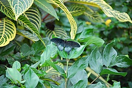 昆蟲,蝴蝶,藍(lán)色