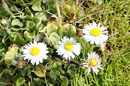 雛菊,鮮花,草地