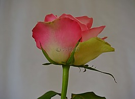 鮮花,玫瑰,粉紅色的玫瑰