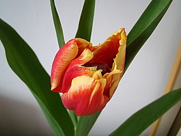 郁金香,紅色郁金香,花