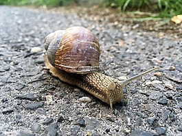 蝸牛,動物,自然
