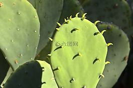 仙人掌,葉子,綠色