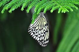 昆蟲(chóng),蝴蝶,性質(zhì)