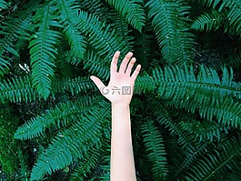 手,綠色,樹