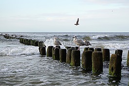 海鷗,波羅的海,海