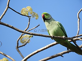 鳥,野生動物,動物
