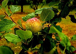 蘋果,水果,雨