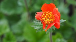 花,性質(zhì),春