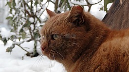 红猫,动物,猫的眼睛