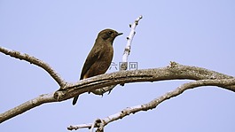 鳥,自然,野生動物