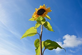 向日葵,長長的花,黃色的花