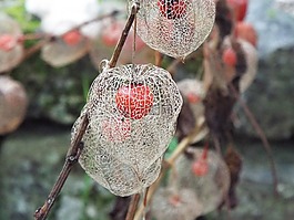 酸漿,植物,顏色橙色