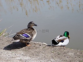 春天,鳥,鴨