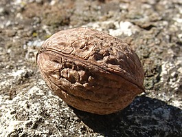核桃,關(guān)閉,干果