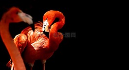 弗拉明戈,鳥,豐富多彩