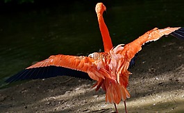弗拉明戈,鳥,豐富多彩