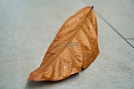 葉子,秋,宏