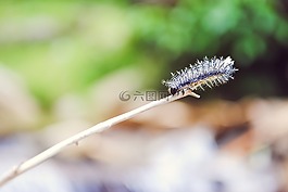 毛蟲,昆蟲,蠕蟲